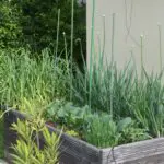 Nachhaltige Bewässerung für das Gemüsebeet Gemüsebeet im Hochbeet